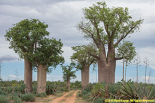 baobabs